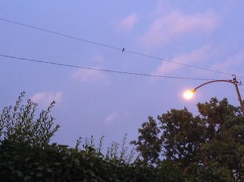 A bird keeping watch over her flock at dusk