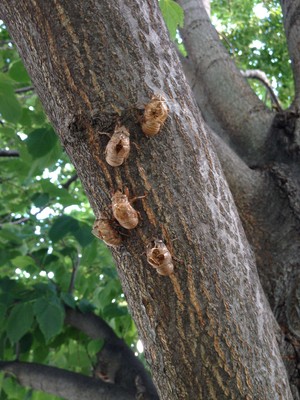 Empty cicada shells attached to a tree, a symbol of freedom and transformation
