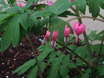 Bleeding hearts blooming in the spring