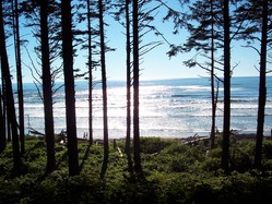 Pacific Ocean with sun on waves and seen through pine trees