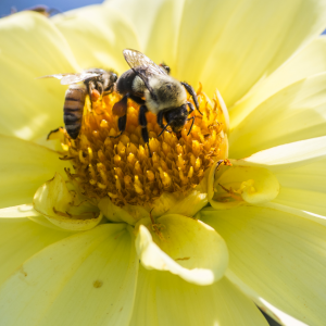 Bees gather on a yellow flower