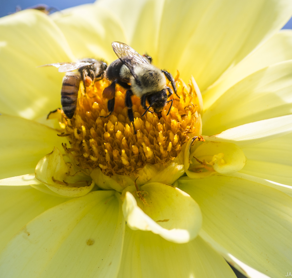 Bees gather on a yellow flower