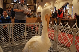 rehabilitated pelican at church for an earth care worship service