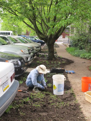 Swarthmore Presbyterian Church HOE group plants ground cover