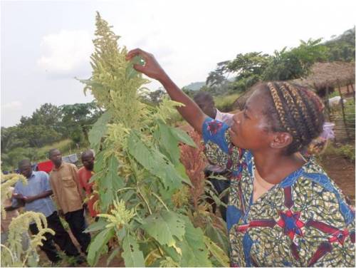 A community health worker shows us the amaranth she grew for seed